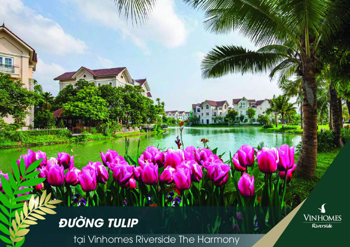 Khu biệt thự Vinhomes Riverside Tulip- Vinhomes Harmony Long Biên